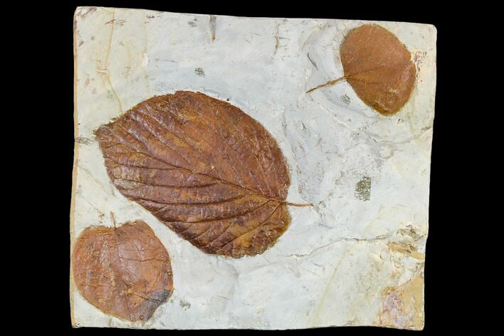 Three Fossil Leaves (Beringiaphyllum, Zizyphoides) - Montana #113141